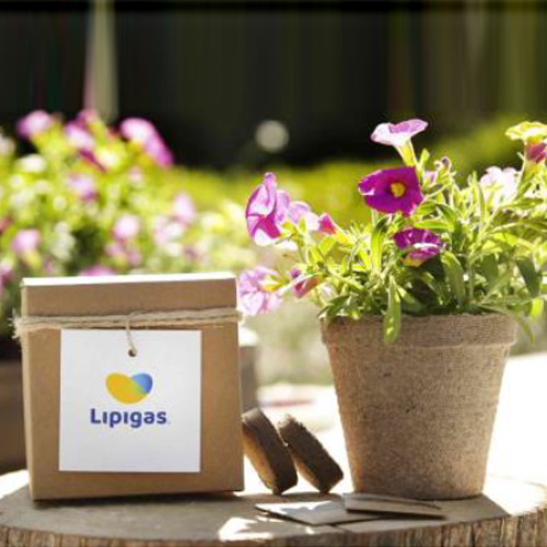 ECO KIT BEEKIT FLORES SILVESTRES
